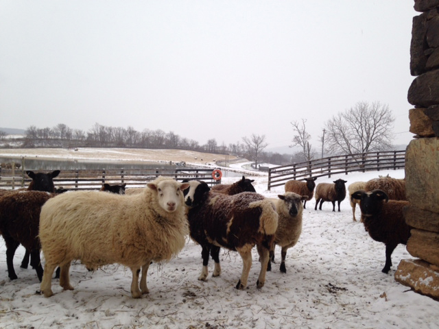 Boneta Farm in the winter. (Photo: Martha Boneta)