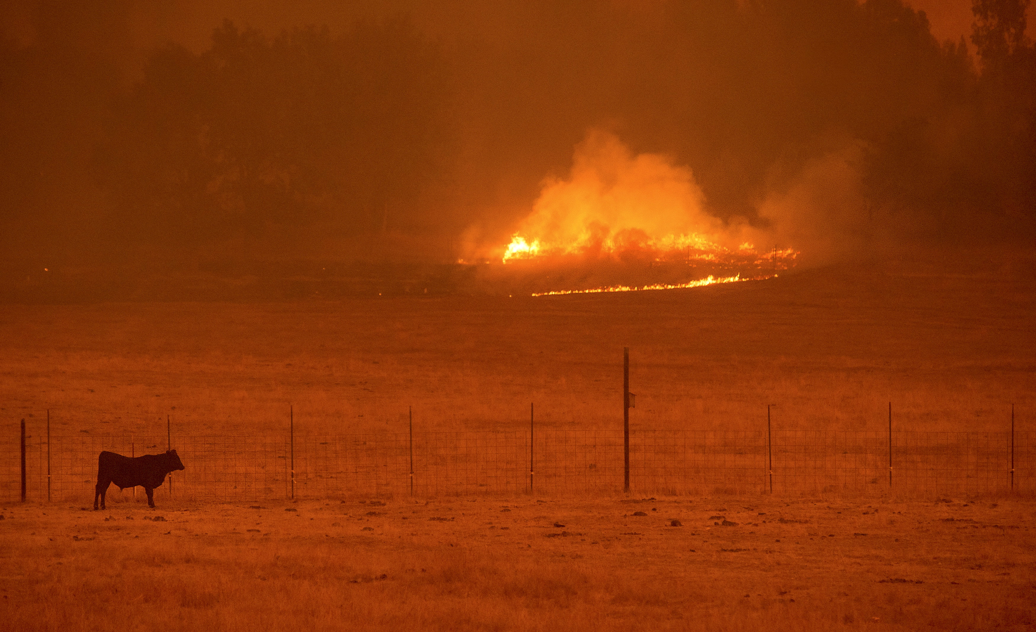 A cow grazes in a pasture as the Butte Fire burns Mountain Ranch, California September 11, 2015. (Photo: REUTERS/Noah Berger/Newscom)