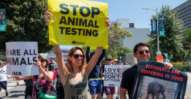 Trump EPA Praised for Proposal to End Use of Animal Testing in 15 Years