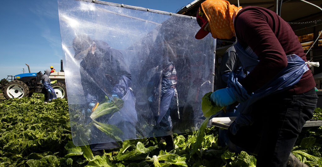 Farm worker harvest lettuce on a farm in California.