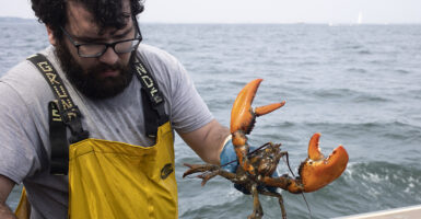 A bearded man holds a lobster on a fishing vessel