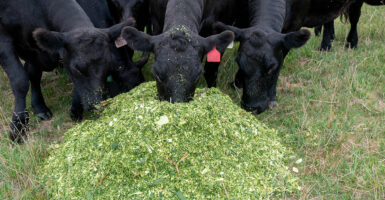 Black cows eat from a pile of chopped up corn stalk.