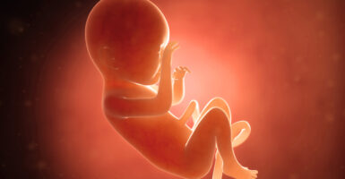 illustration of a human baby in the womb at 7 months