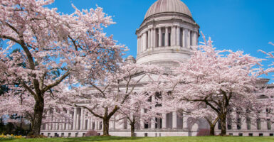 Cherry blossoms bloom outside the Washington state Capitol building.
