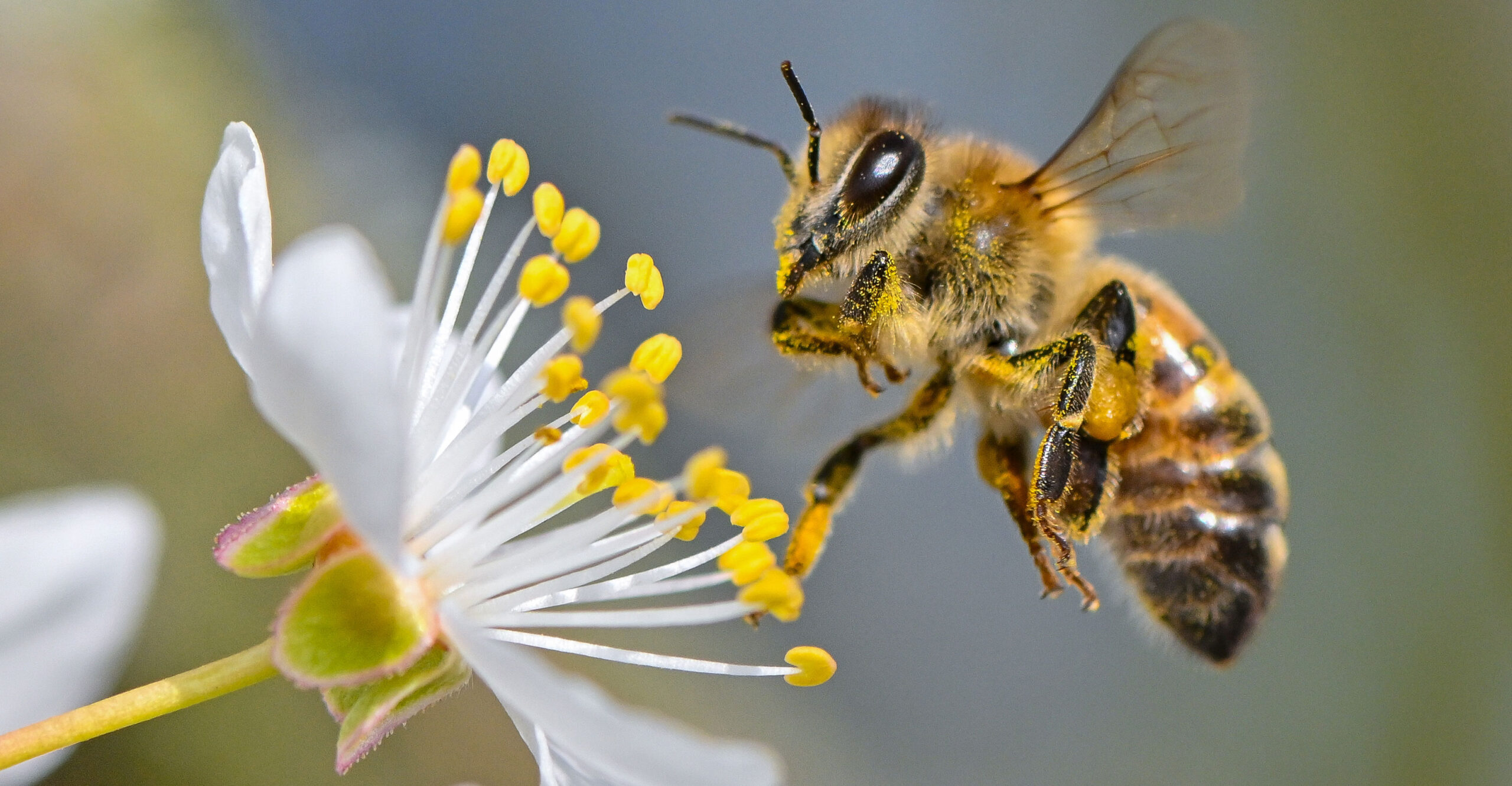 Scientist Challenges Hysterical 'Bee-pocalypse' Claims