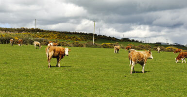 Organic cow farm at County Waterford, Ireland
